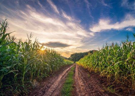 Farm Landscape